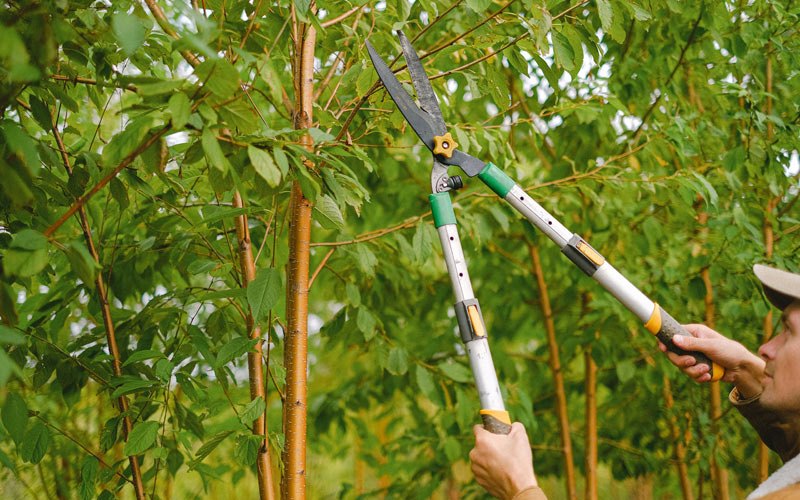 Tree trimming in Mansfield, SD
