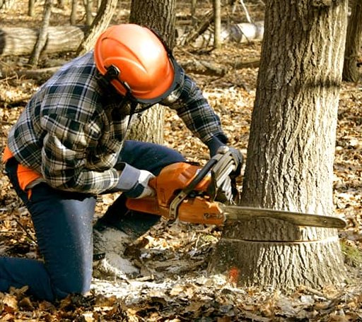 Tree Removal in Mansfield, SD